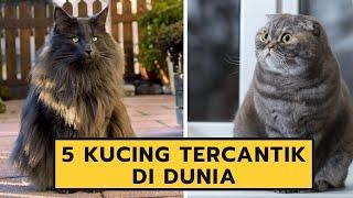 PALING CANTIK! Inilah 5 Jenis Kucing Tercantik di Dunia (Bagian I)