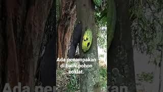 Ada penampakan di balik pohon coklat.