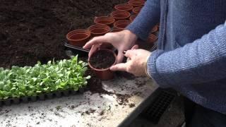 How to: Potting up Plug Plants