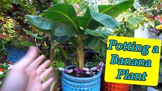 Potting a Banana Plant || Things to Know For Potted Banana Trees