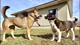 Dogs play | Tesla and Tyava | #tesladog #dog