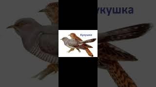 Г.Обнорская//О кукушке