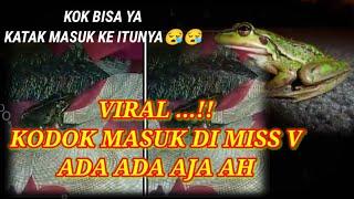 Asli, vidio viral katak di tiktok-masuk di miss V