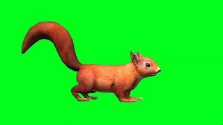 squirrel green screen video (4)