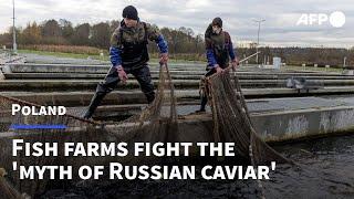 Polish fish farms fight the 'myth of Russian caviar' | AFP