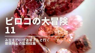 [鉱物採集2024]　ピロコの大冒険11　みなもの一寸道草さんと行く　薔薇輝石の鉱物採集