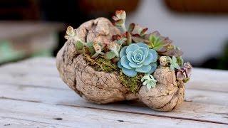 How to Plant Succulents on Driftwood (without soil)