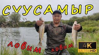 На что ловить форель летом. Горная рыбалка. Рыбалка  на Суусамыре 2021.  Кыргызстан.