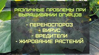 Различные проблемы при выращивании огурцов.