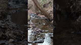 Relaxing Mountain streams in Georgia/ #nature #outdoors #stream