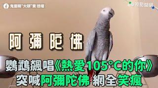 鸚鵡飆唱《熱愛105°C的你》突喊阿彌陀佛 網全笑瘋｜小編推新聞 20210813