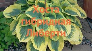 Хоста гибридная Либерти (hosta liberty)  хоста Либерти обзор: как сажать саженцы хосты Либерти