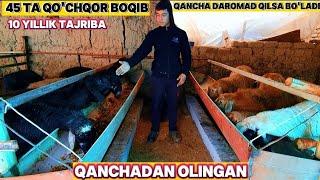 45 TA QO'CHQOR BOQIB QANCHA DAROMAD QILSA BO'LADI QO'Y BOQISH SIRLARI