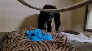 Самке шимпанзе вернули её новорожденного малыша, который несколько дней провел в реанимации/до конца