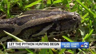 2024 Florida Python Challenge begins across Florida Everglades