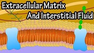 Extracellular Matrix And Interstitial Fluid - What Is The Extracellular Matrix