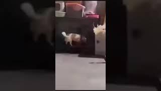 #funnyvideo #funnypets #home#hotdriver#funnydogvideo