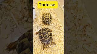 Pronunciation #englishmalayalam #englishforbeginners #learnenglish #tortoise