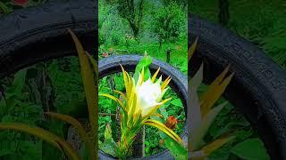 dragon fruit flowers #nature #cloud #dragonfruits #farmlife #travel #cloudlovers #tropicalfruit