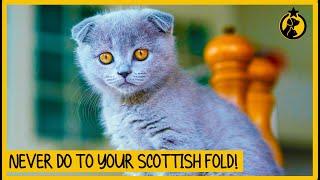 5 Things You Must Never Do to Your Scottish Fold