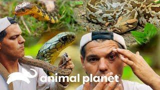 Encuentro cercano con las serpientes más letales de Asia | Wild Frank en India | Animal Planet