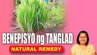 Ano ang BENEPISYO ng TANGLAD o Lemon Grass? Natural remedy ~ Tagalog Health Tips | Nurse Dianne