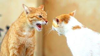 Funny Cats Arguing - Cats Talking To Each Other Compilation || NEW HD