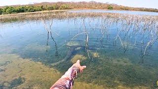 UM DOS PEIXES MAIS CARNÍVOROS!! E TÃO VULNERÁVEL NESSA EPOCA DO ANO.. TUCUNARÉ NO NINHO.. #pescaria