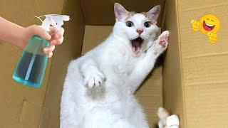 Funniest Cats And Dogs Videos  Funniest Pet Make You Unable To Stop Laughing 