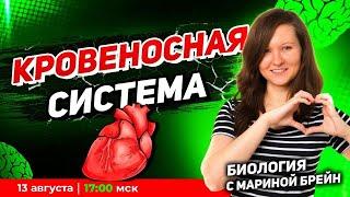 Кровеносная система ЕГЭ | Пробная неделя мастер-группы с Мариной Брейн