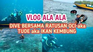 VLOG ALA ALA : DIVE BERSAMA SCHOOLING OCI AKA TUDE AKA IKAN KEMBUNG