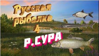 rf4 . русская рыбалка 4. р  Сура . сазан ,  лещь,  стерлядь,  угорь , судак , берш