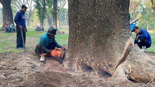 Don't Destroy the fortress... felling the giant trees of the fourth day‼️