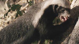 This Honey Badger Endures Bee Stings for His Favorite Treat