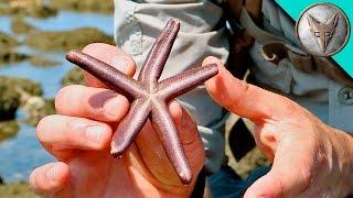 Exploring for Tide Pool Creatures!