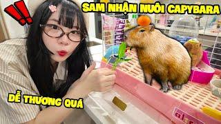 SAMMY NHẬN NUÔI BÉ CAPYBARA SIÊU ĐÁNG YÊU