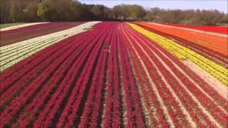 Drone Diary | Tulip field