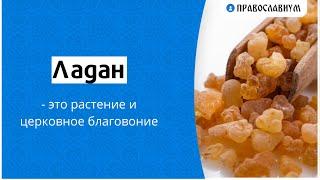 Ладан - это растение и церковное благовоние