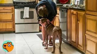 Older Dog Only Wants Cuddles Because He Never Felt Loved | Cuddle Buddies