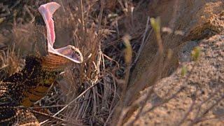 What Can a Puff Adder Snake Bite Do to a Rhino?