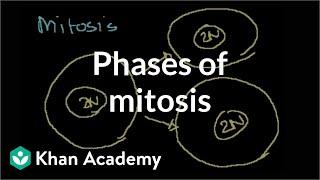 Phases of Mitosis