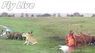 10 hyenas steals the hippo from the female lion |The lion is defeated by the strength of hyenas