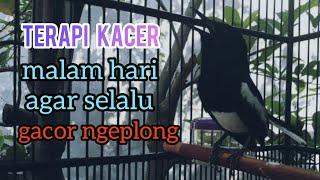 TERAPI KACER MALAM HARI, agar selalu gacor