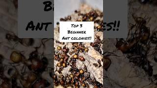 Top 3 Ant colonies! (Beginner edition)