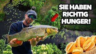 Auf Sicht dicke Fische mit Brotflocke an der Oberfläche fangen 