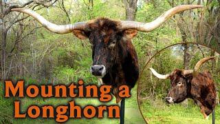 Mounting a Longhorn Cow - Start to Finish