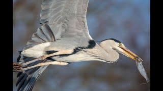 Junger Graureiher lernt die Fischjagd