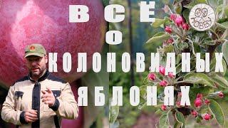 ВСЁ, ЧТО ВЫ ХОТЕЛИ ЗНАТЬ о КОЛОННОВИДНЫХ ЯБЛОНЯХ! И даже больше! Нюансы посадки и ведения!