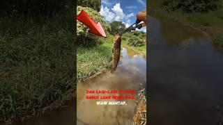 LIHAT PRIA INI MANCING IKAN DI PARIT KECIL DAPAT IKAN ANEH ‼️ #shorts #fishing #mancing