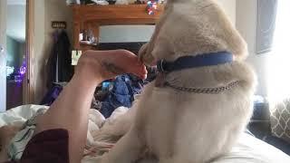 Dog Licks Feet Funny